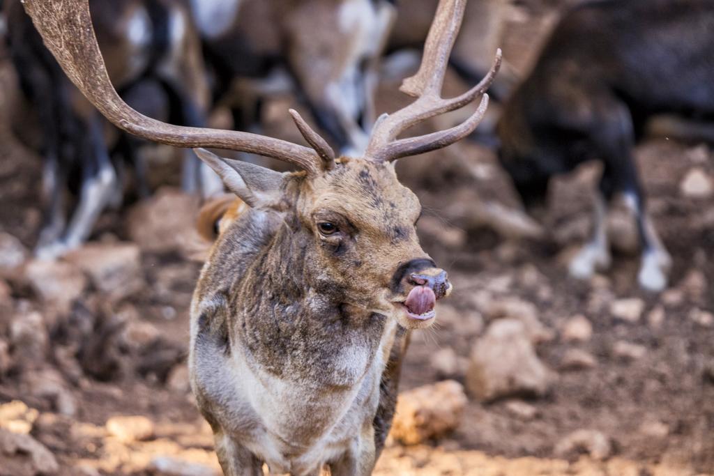 Hotel Rural Noguera De La Sierpe Arroyo Frio Kültér fotó